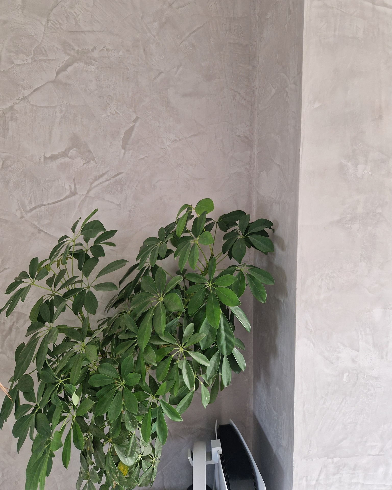 Venetian plastering
